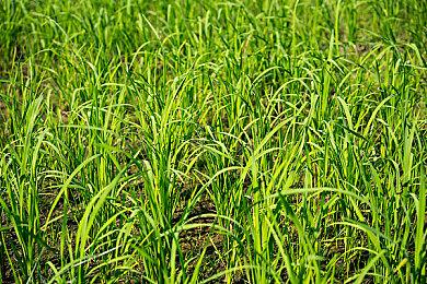 原创ip暴死还接改编？ 《心之眼》团队被曝正开发热门电视剧改编游戏